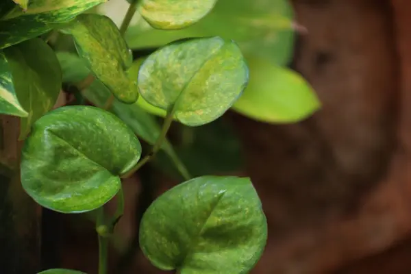 Altın fildişi bitkisine yakın çekim, tırmanma tesisi, bulanık arkaplan ve ofis için ev ve ofis bitkisi.