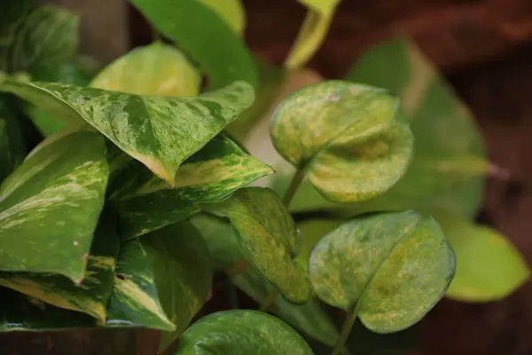 Altın fildişi bitkisine yakın çekim, tırmanma tesisi, bulanık arkaplan ve ofis için ev ve ofis bitkisi.