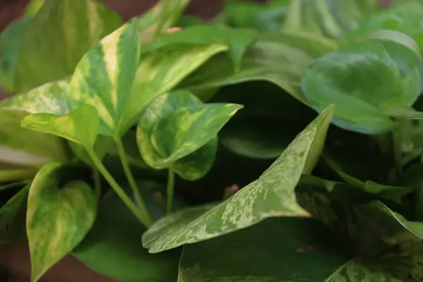 Altın fildişi bitkisine yakın çekim, tırmanma tesisi, bulanık arkaplan ve ofis için ev ve ofis bitkisi.