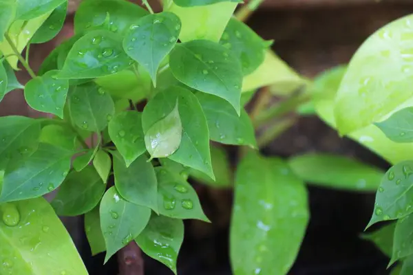 Yeşil bitkilere yakın çekim, bulanık arka plana sahip ev ve ofis çiçekleri.