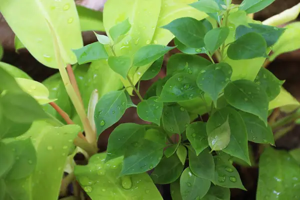 Yeşil bitkilere yakın çekim, bulanık arka plana sahip ev ve ofis çiçekleri.