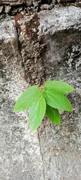 Vahşi Yeşil Bitkiler bahçe duvarları arasında büyüyor.