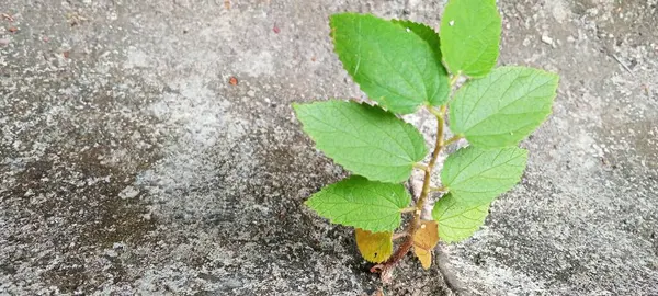 Vahşi Yeşil Bitkiler bahçe duvarları arasında büyüyor.