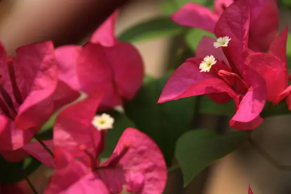 Kağıt çiçekler bulanık bir arka planla güzel görünüyor.