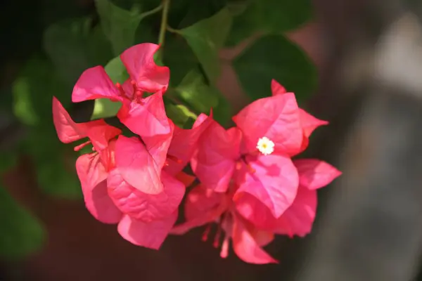 Kağıt çiçekler bulanık bir arka planla güzel görünüyor.