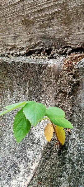 Vahşi Yeşil Bitkiler bahçe duvarları arasında büyüyor.