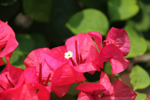 Kağıt çiçekler bulanık bir arka planla güzel görünüyor.