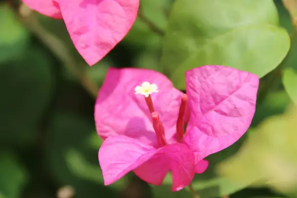 Kağıt çiçekler bulanık bir arka planla güzel görünüyor.