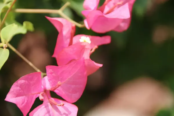 Kağıt çiçekler bulanık bir arka planla güzel görünüyor.