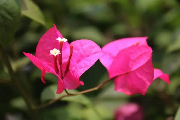 Kağıt çiçekler bulanık bir arka planla güzel görünüyor.