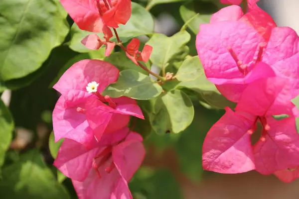 Kağıt çiçekler bulanık bir arka planla güzel görünüyor.