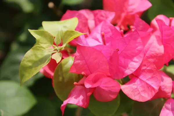 Kağıt çiçekler bulanık bir arka planla güzel görünüyor.