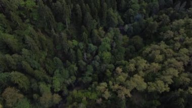 Gürcistan 'ın Borjomi dağlarındaki sık bir çam ve huş ağacının insansız hava aracı görüntüsü. Yürüyüş için gidilecek yer.