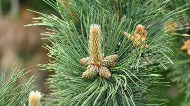 Ormanda çam kozalağı