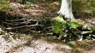 Doğanın güzel manzarası