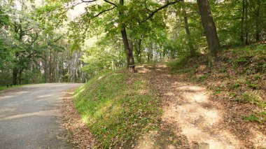 Yeşil bir ormanda yol