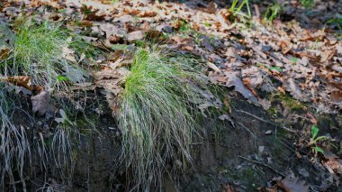 Yerde yeşil çimenler