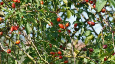 Bahçedeki bir ağacın kırmızı meyveleri