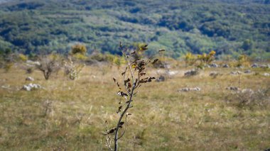 Ormanda kuru otlar olan sonbahar manzarası