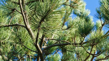 Ormanda yeşil çam iğneleri, yakın -