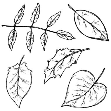 Doodle Sonbahar Yaprakları Ayarlandı. Kara El Çizimi Taslağı. Beyaz arkaplanda basit siyah siluetler.