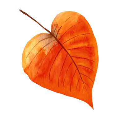 Sonbahar yaprağı. Beyaz arka planda izole edilmiş canlı turuncu bir yaprak. Elle boyanmış sonbahar çizimi.