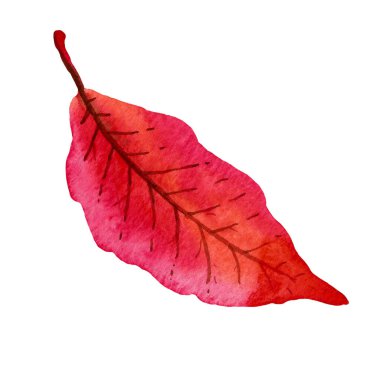 Sonbahar yaprağı. Rengarenk basit bir nesne. Sonbahar temalı suluboya çizimi, tek element. Sonbahar ormanı, kırmızı ve pembe renkli. El boyaması.