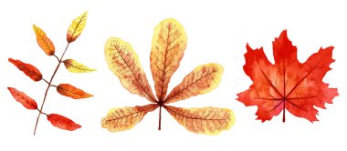 Üç gerçekçi sonbahar yaprağı. İzole edilmiş suluboya yapraklar, elle boyanmış resimler. Renkli sonbahar tema koleksiyonu