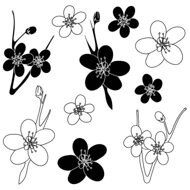 Erik çiçeği gibi. Çiçek açan erik çiçekleri, hatları ve katı şekiller, siyah ve beyaz, beyaz bir arka planda izole. Ay Yeni Yıl sembolü, ağ ve dijital tasarım unsurları, tebrik kartları