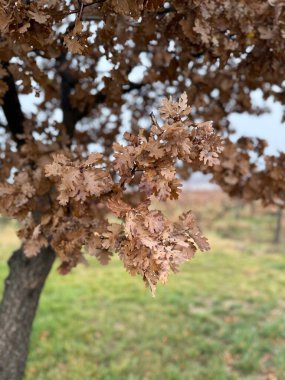 Sonbahar yaprakları ağaçta, kış güneşinde ormanda.