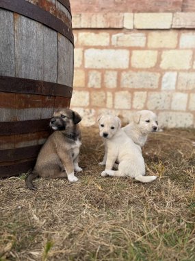 Group of a small newborn puppy 1 month in the garden clipart