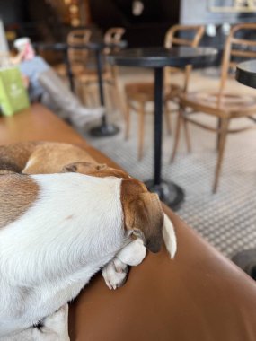 Köpek uyuyor ve bir kafede rahatlıyor.