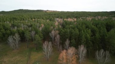 Sonbaharda yeşil ormanın üzerinde uçarken
