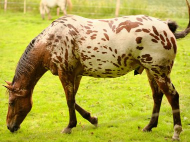 Yeşil bir çayırda duran benekli bir Appaloosa atı. Sakin kırsal kesim, atın eşsiz paltosunu ön plana çıkarıyor..