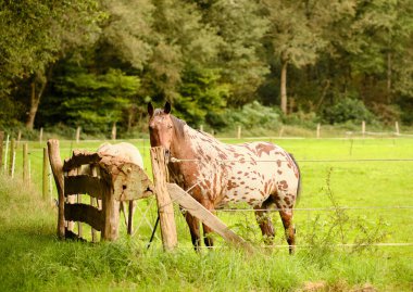 A spotted appaloosa horse standing behind a rustic wooden fence in a green pasture, surrounded by trees. The calm countryside setting highlights the horse's unique coat. clipart