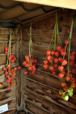 dried physalis flowers, also known as Chinese lanterns, hanging from a wooden wall. The vibrant orange lantern-like pods contrast beautifully with the rustic wood. clipart