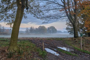 November 11, 2023 - The Netherlands: A serene autumn morning at Landgoed Vossenberg, Drenthe, featuring misty meadows, scattered trees, and muddy tracks with reflective puddles. clipart