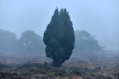 A single evergreen tree stands in a foggy heathland, surrounded by muted colors of grass and shrubs, creating a serene and moody natural scene. clipart