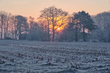 Hollanda 'nın Echten köyü yakınlarında sakin bir kış sabahı, doğan güneşin buz gibi manzaranın üzerine sıcak bir parıltı saçtığı yer. Ağustosla kaplı ağaçlar, gökyüzünün yumuşak pastel renklerine karşı dururlar.. 