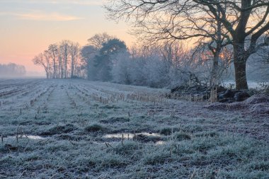 Hollanda 'nın Echten köyünde sakin bir kış sabahı, doğan güneşin buz gibi manzaranın üzerine sıcak bir parıltı saçtığı yerde. Ağustosla kaplanmış ağaçlar, gökyüzünün yumuşak pastel renklerine karşı dururlar. Ön plandaki alan kaplanmış.