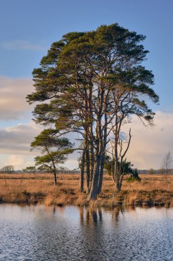 Dwingelderveld Ulusal Parkı 'nda sakin bir su yüzeyi olan yüksek çam ağaçlarının manzarası, ısıtmalı, çimenli ve açık gökyüzü olan Natura 2000 alanı..