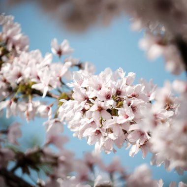Zarif kiraz çiçekleri tam çiçeklenir, sıcak güneş ışığıyla yıkanır. Yumuşak pembe taçyaprakların ve yumuşak mavi gökyüzüne karşı karışık pulların yakın çekim görüntüsü.