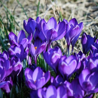 Close-up of vibrant purple crocuses blooming in early spring, illuminated by sunlight, with a blurred natural background enhancing the floral details. clipart