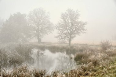 Soğuk bir Ocak sabahı, Dwingelderveld Ulusal Parkı 'nda, gölün üzerinde sis, çıplak ağaçlar ve sakin bir atmosferde, buzla kaplı çimenler..