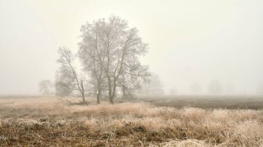 Dwingelderveld Ulusal Parkı 'nda sisli bir sabah, Drenthe, buzla kaplı ağaçlarla sakin kış manzarası boyunca.