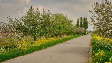 Ritselaarsdijk boyunca çiçek açan elma ağaçları Hoeksche Waard 'da Appeldijk (elma dike) olarak da bilinir.