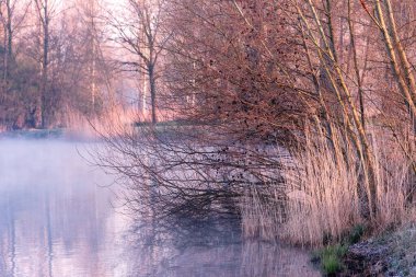 Sabahın erken saatlerinde sakin, sisli bir gölde söğüt dalları Hollanda kırsalında bahar boyunca yumuşak pembe gündoğumu ışığına yansıyor..