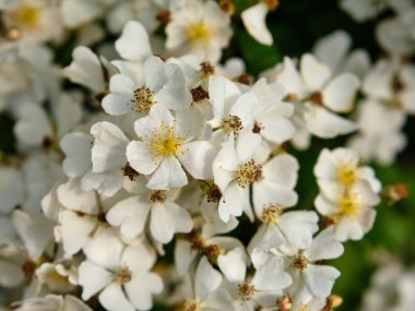 Yumuşak yeşil bir ortamda, narin beyaz kır çiçeklerini kapayın. Karmaşık taç yapraklarını ve sarı merkezleri hafif yaz ışığında vurgulayın..