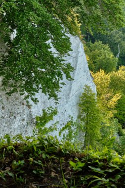 8 Temmuz 2025 - Jasmund Ulusal Parkı-Almanya: Rugen Adası 'ndaki Baltık Denizi kıyısı ve yeşil kayın ormanının üzerindeki ünlü Kings Chair Chair uçurum manzaralı turistler.