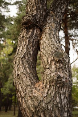 İki ağaç gövdesi birbirinin etrafında dönerek yemyeşil bir ormanda eşsiz bir doğal oluşum yaratır..